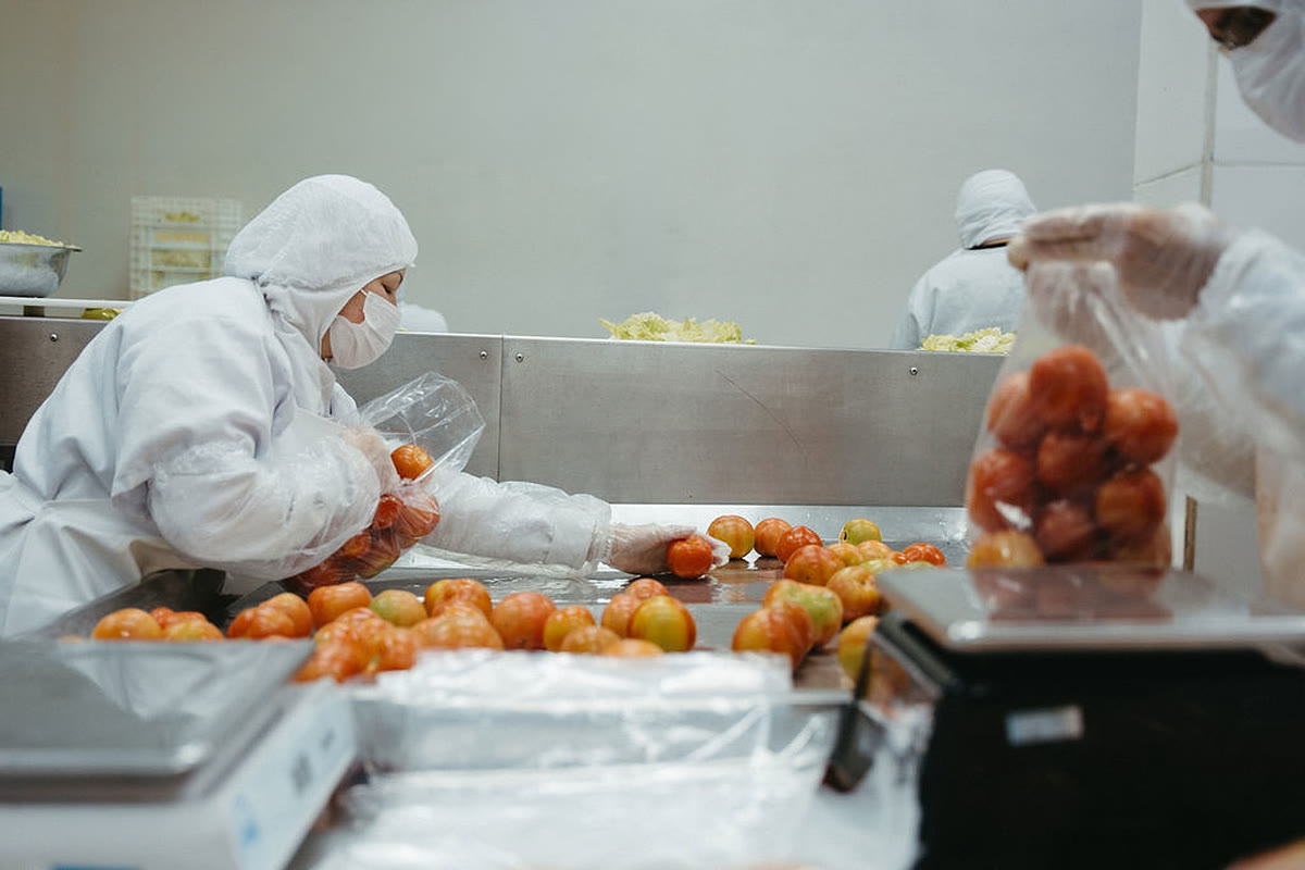 Equipe da Verduranet embalando tomates na linha de produção